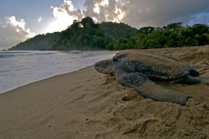 Trinidad Island